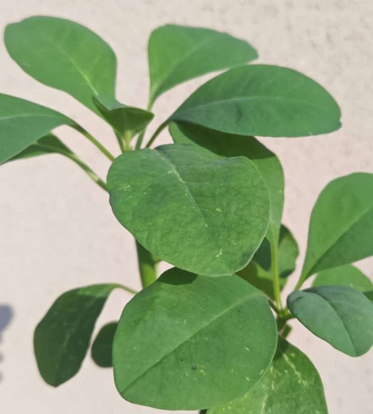 Euphorbia sp aff transvaalensis 5 Pieces Seeds
