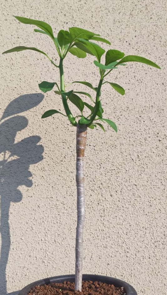 Euphorbia sp aff transvaalensis 5 Pieces Seeds