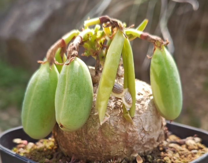 Adenia Ovata 6 Pieces Seeds – exotic-gardenkingdom.com
