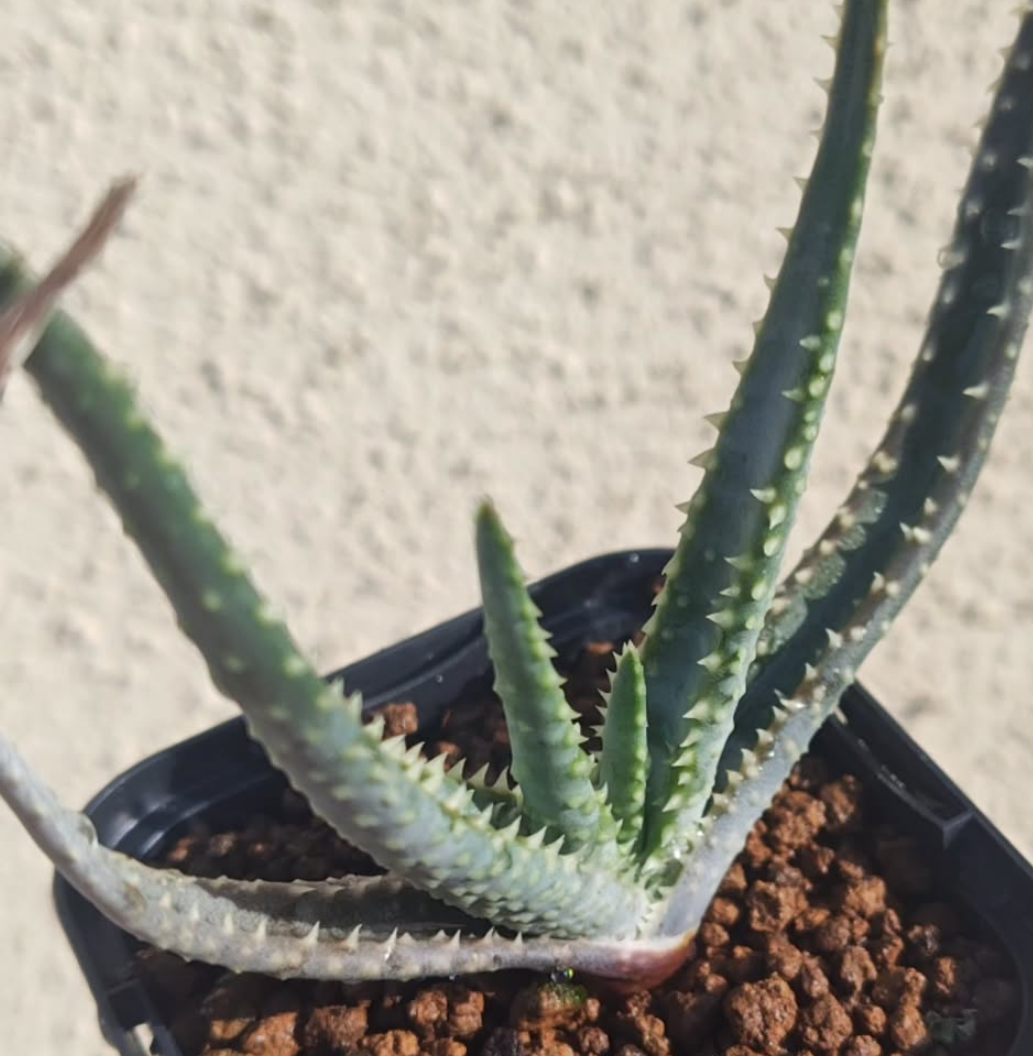 Aloe rugosquamosa 15 Pieces Seeds
