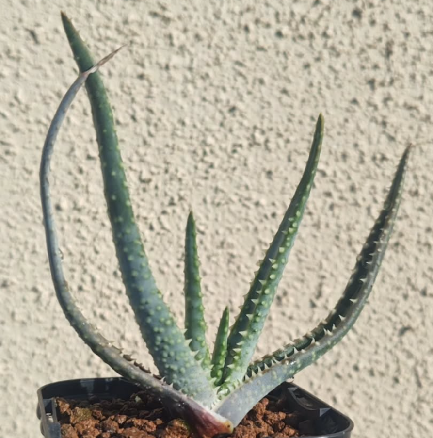 Aloe rugosquamosa 15 Pieces Seeds