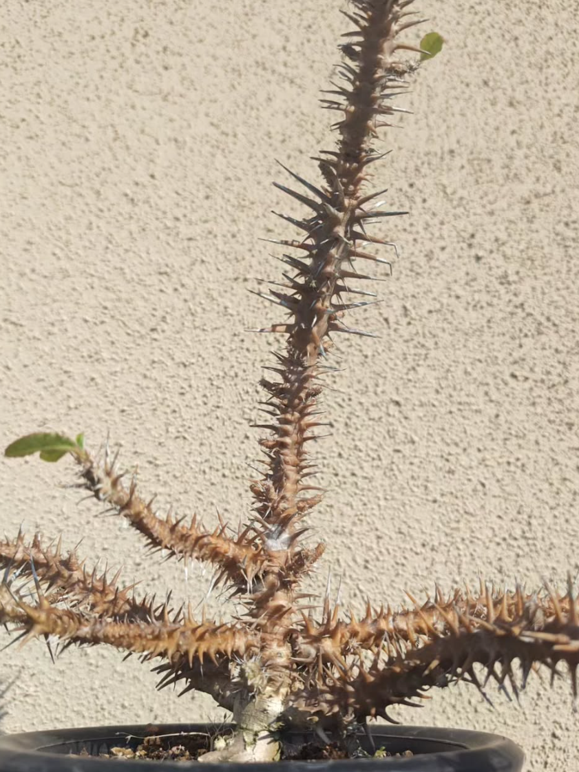 Euphorbia hofstaetteri 5 Pieces Seeds