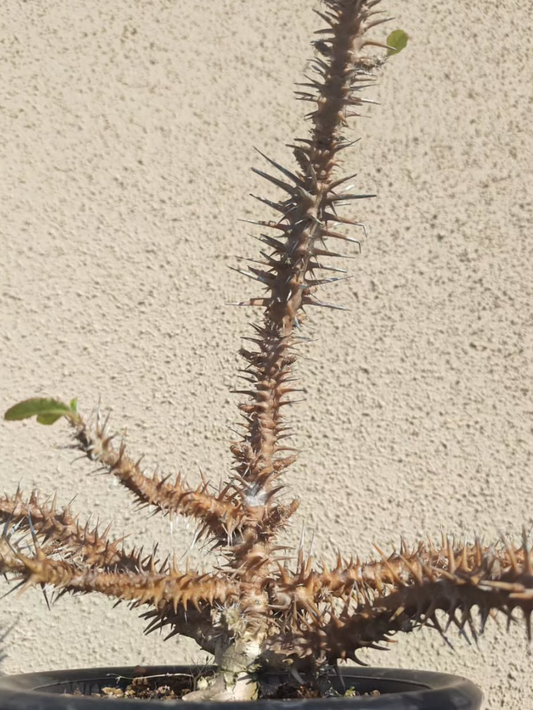 Euphorbia hofstaetteri 5 Pieces Seeds