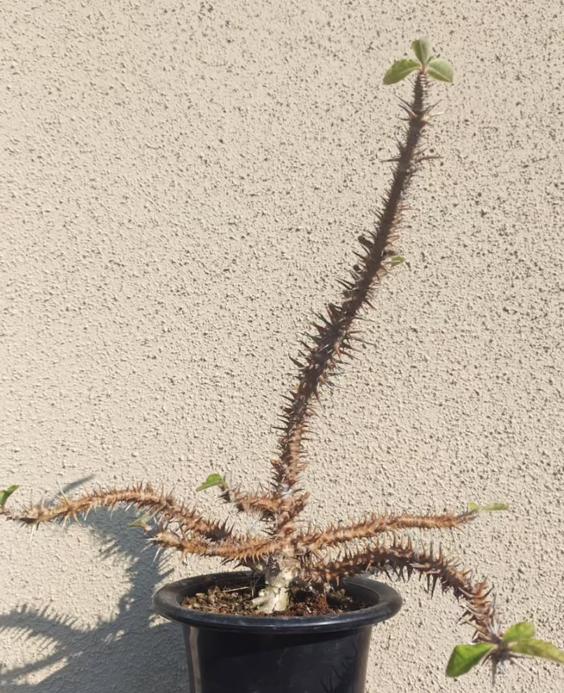 Euphorbia hofstaetteri 5 Pieces Seeds