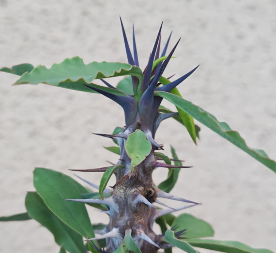 Euphorbia gigantea 7 Pieces Seeds