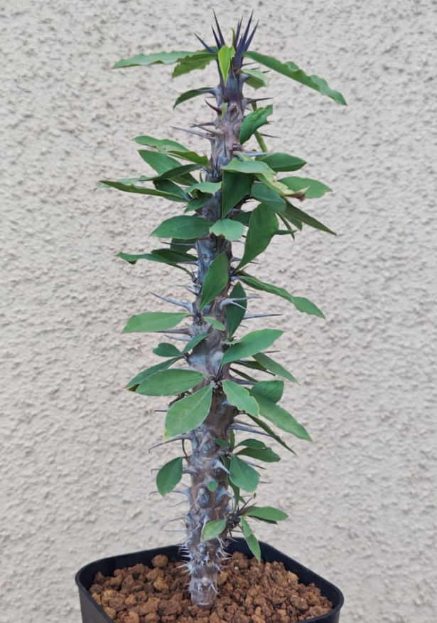 Euphorbia gigantea 7 Pieces Seeds