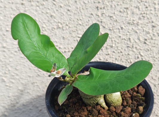 Euphorbia moratii 5 Pieces Seeds