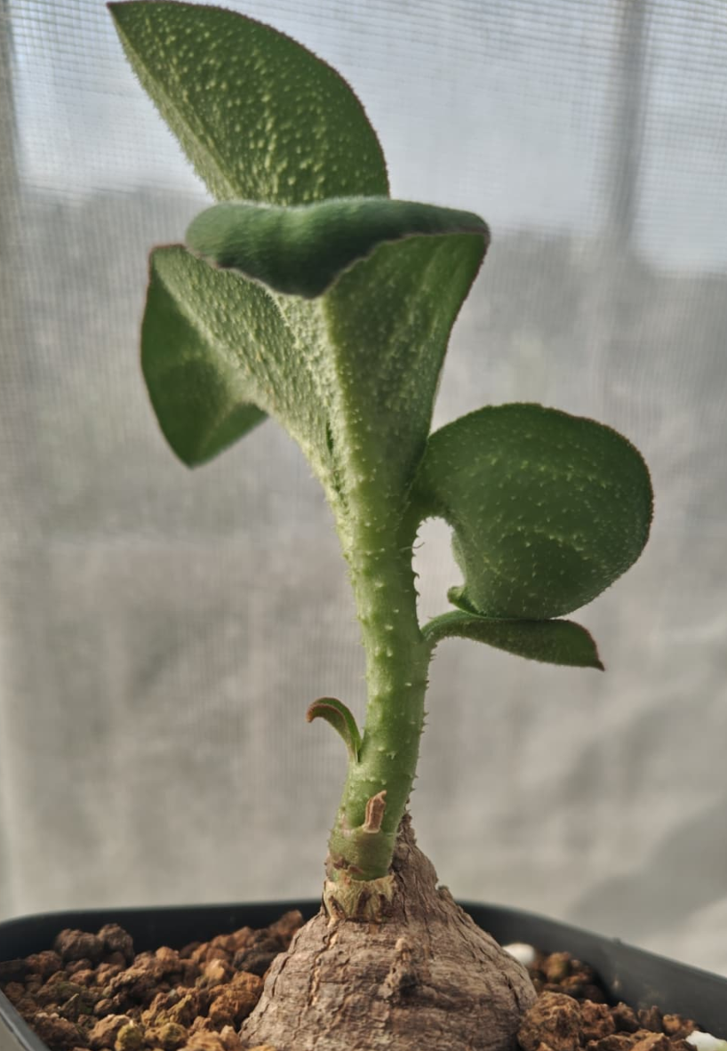 Monadenium sp aff goetzei 5 Pieces Seeds