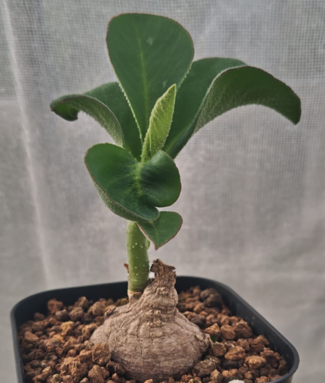 Monadenium sp aff goetzei 5 Pieces Seeds