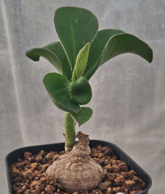 Monadenium sp aff goetzei 5 Pieces Seeds