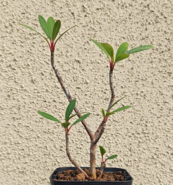 Euphorbia tardieuana 5 Pieces Seeds