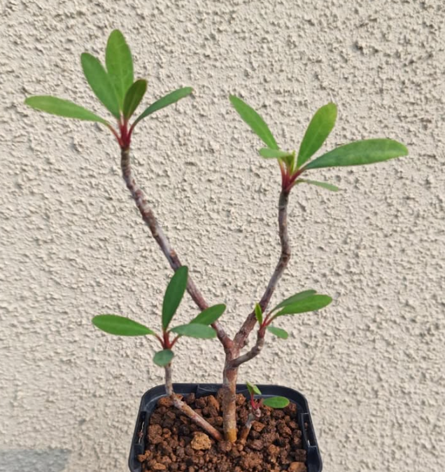Euphorbia tardieuana 5 Pieces Seeds