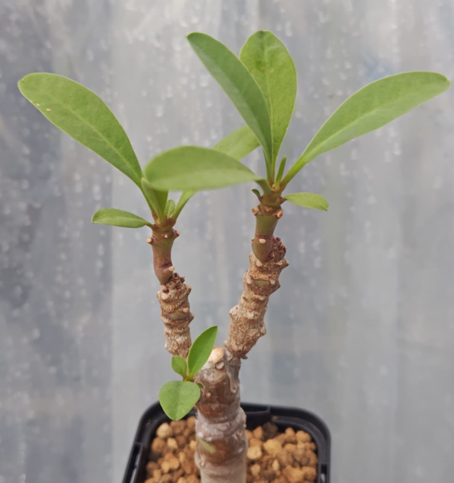 Euphorbia leistneri 6 Pieces Seeds