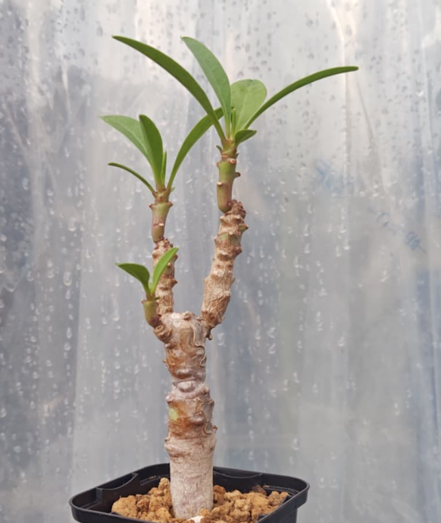 Euphorbia leistneri 6 Pieces Seeds