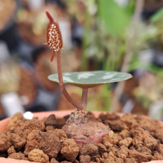 Dorstenia barnimiana 5 Pieces Seeds