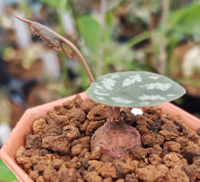 succulent plant seeds for sale Dorstenia barnimiana 5 Pieces Seeds – exotic-gardenkingdom.com