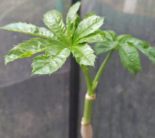 Cyphostemma greenwayi 4 Pieces Seeds