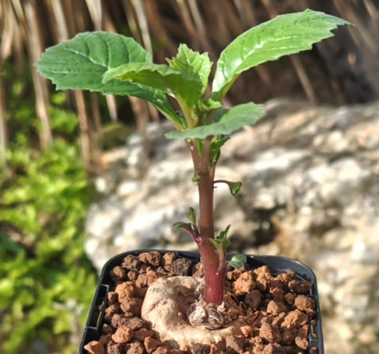 Dorstenia benguellensis 5 Pieces Seeds