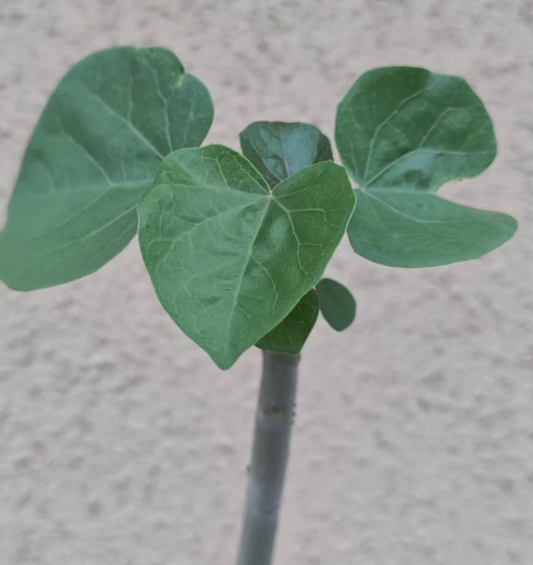 Jatropha cinerea 5 Pieces Seeds