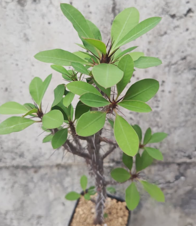 Euphorbia tananarive 6 Pieces Seeds