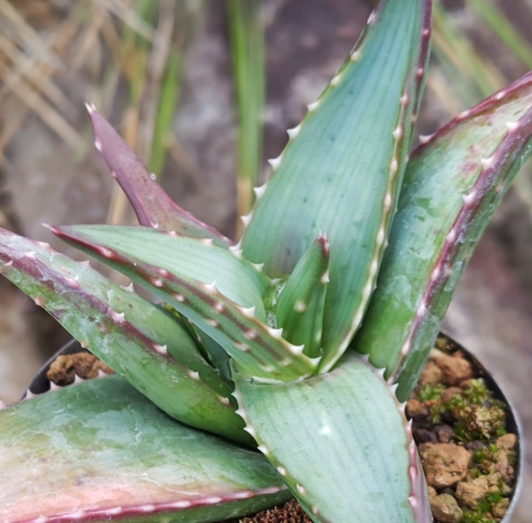 Aloe pavelkae 15 Pieces Seeds