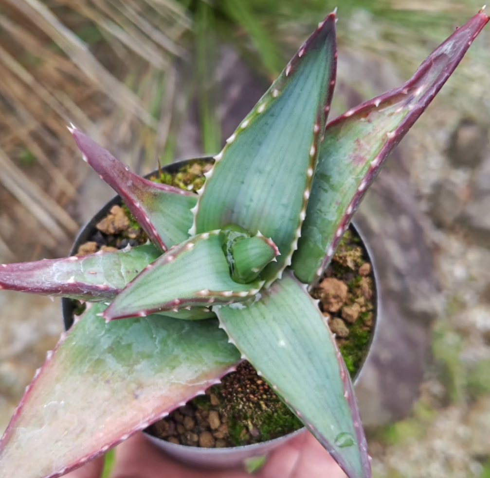 Aloe pavelkae 15 Pieces Seeds
