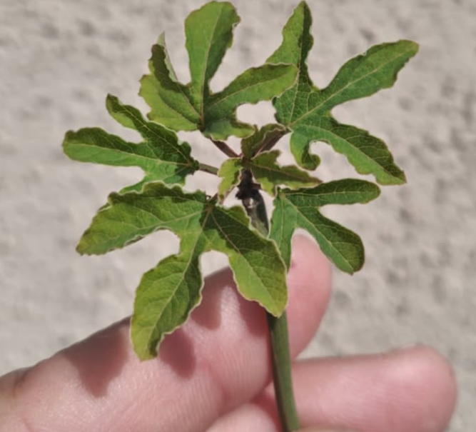 Adenia Aculeata 3 Pieces Seeds