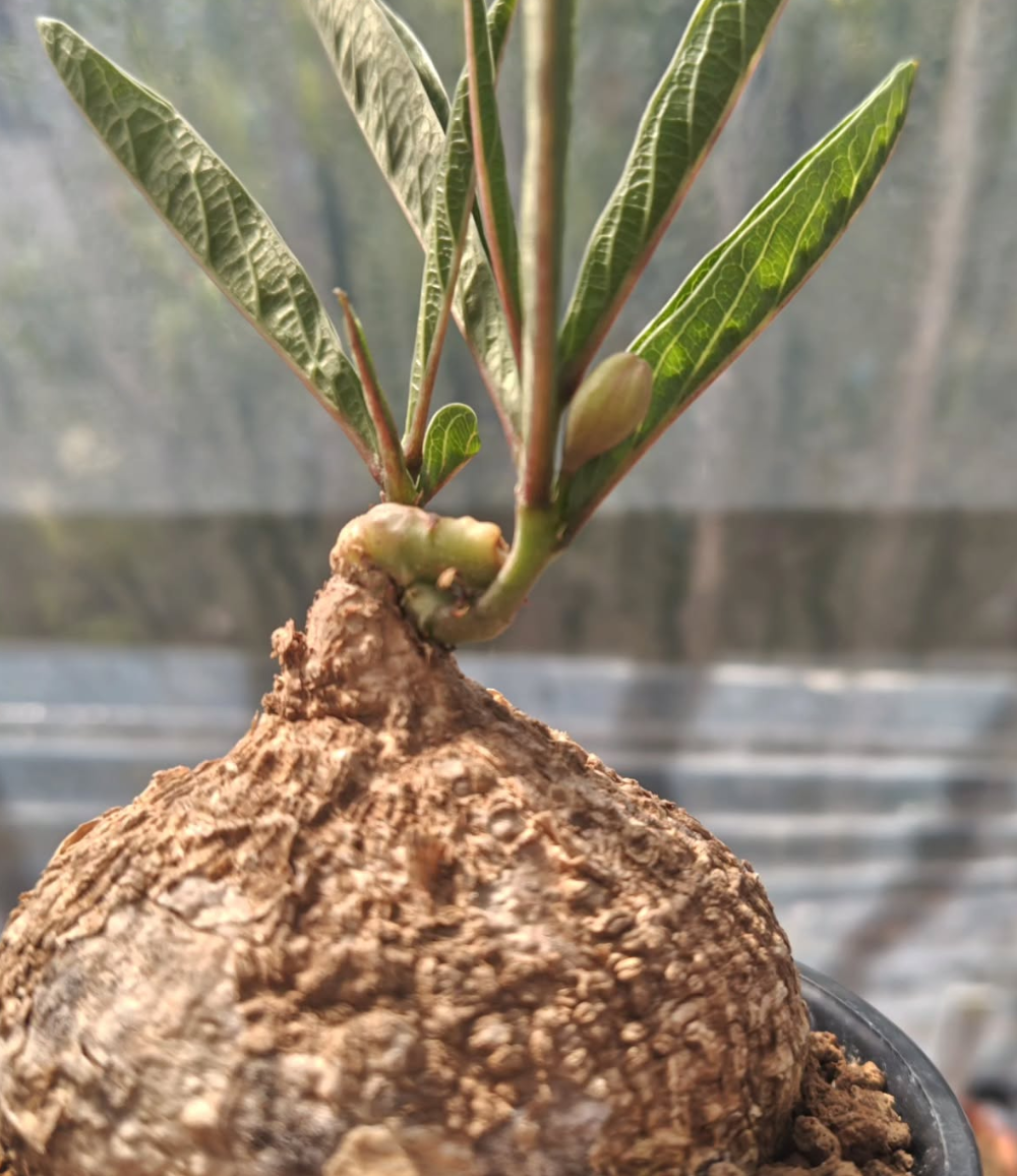 Adenia sp.(Narrow leaf Malawi) 5 Pieces Seeds