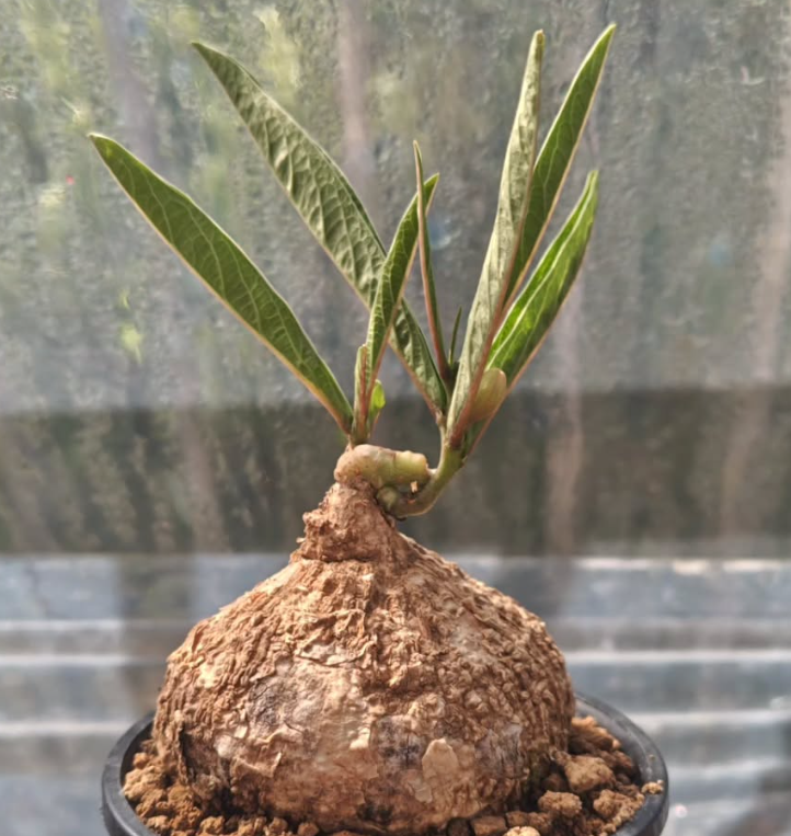 Adenia sp.(Narrow leaf Malawi) 5 Pieces Seeds