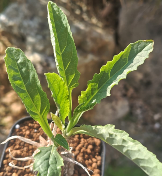 Cephalopentandra ecirrhosa 4 Pieces Seeds