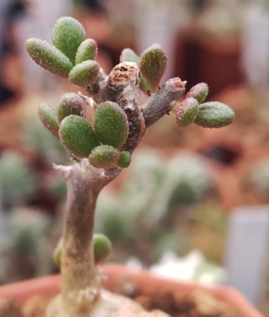 Tylecodon stenocaulis 6 Pieces Seeds