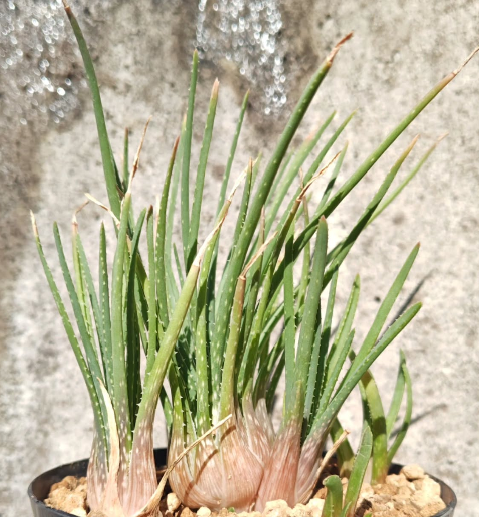 Aloe bowiea 15 Pieces Seeds