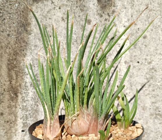 Aloe bowiea 15 Pieces Seeds