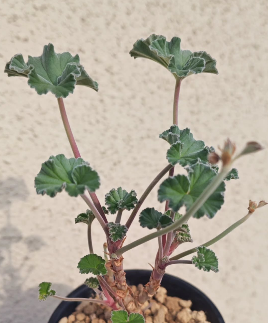 Pelargonium sidoides 3 Pieces Seeds