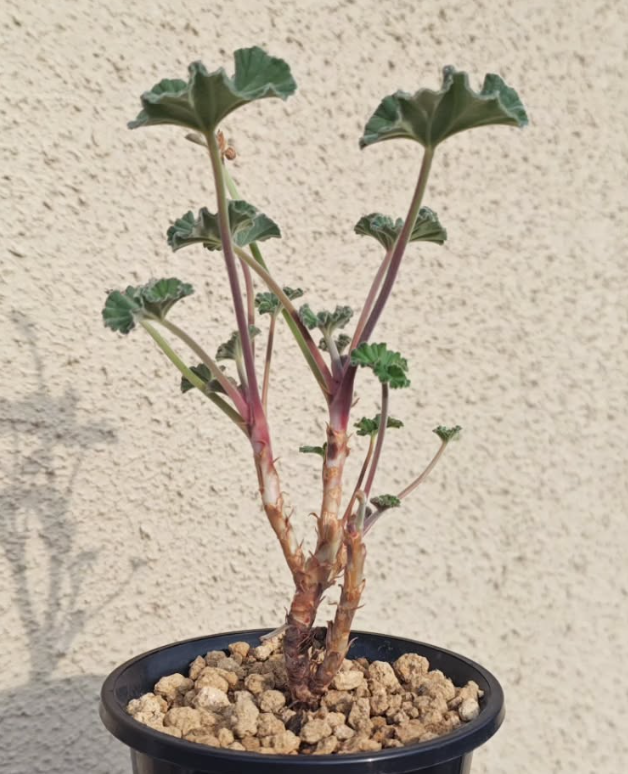 Pelargonium sidoides 3 Pieces Seeds