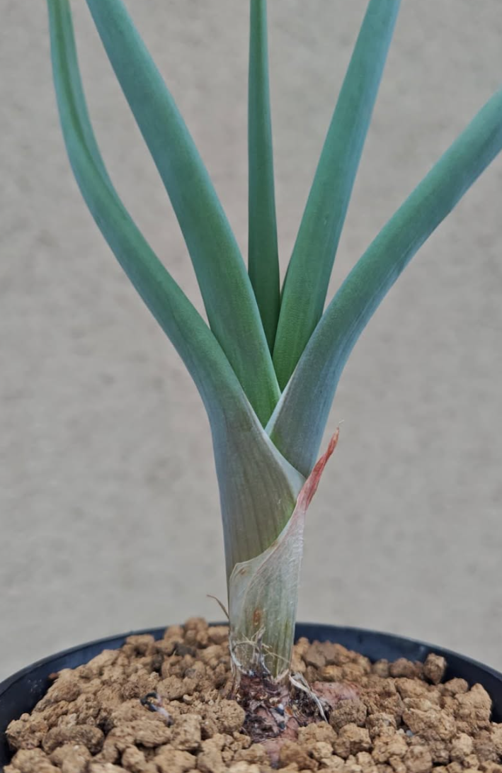 Bulbine foleyi 8 Pieces Seeds