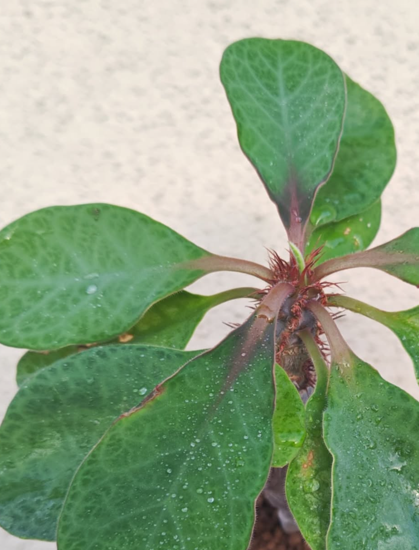 Euphorbia iharanae 5 Pieces Seeds