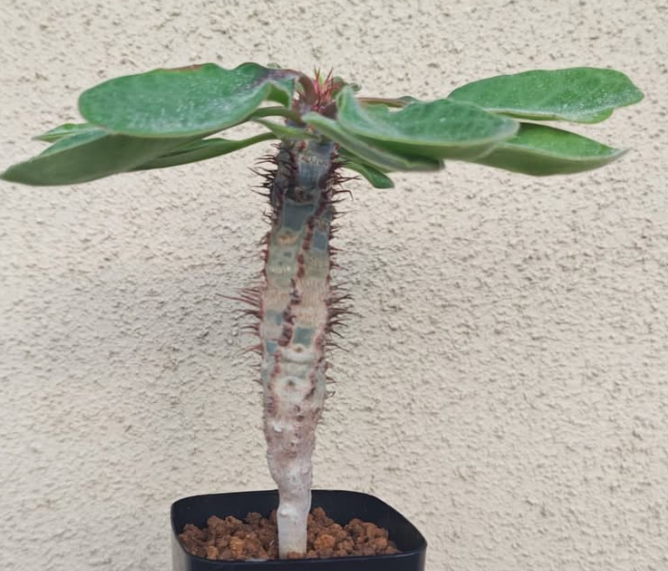 Euphorbia iharanae 5 Pieces Seeds