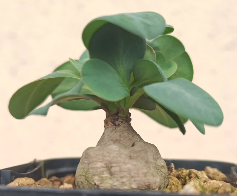 Monadenium gracile 5 Pieces Seeds