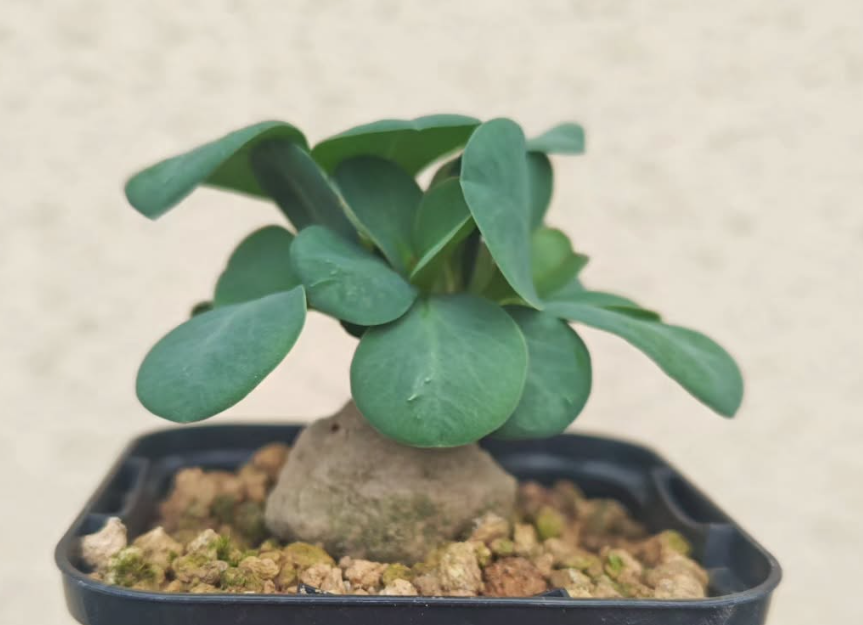 Monadenium gracile 5 Pieces Seeds