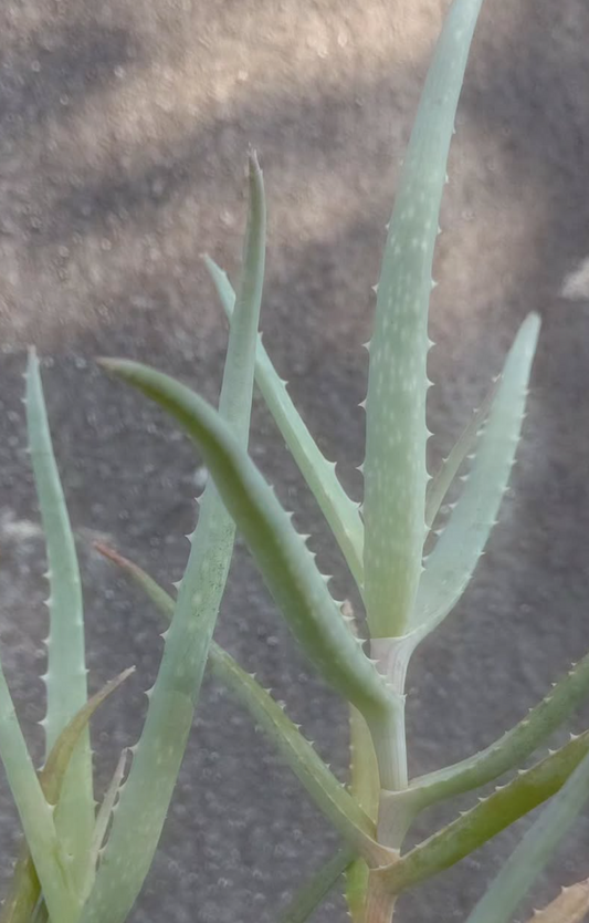 Aloe antandroi 15 Pieces Seeds