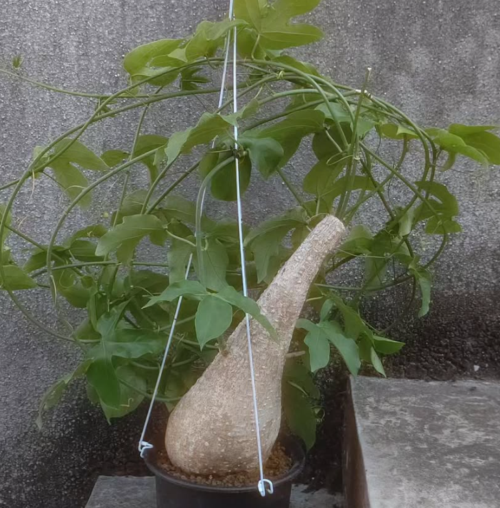 Adenia Heterophylla 6 Pieces Seeds