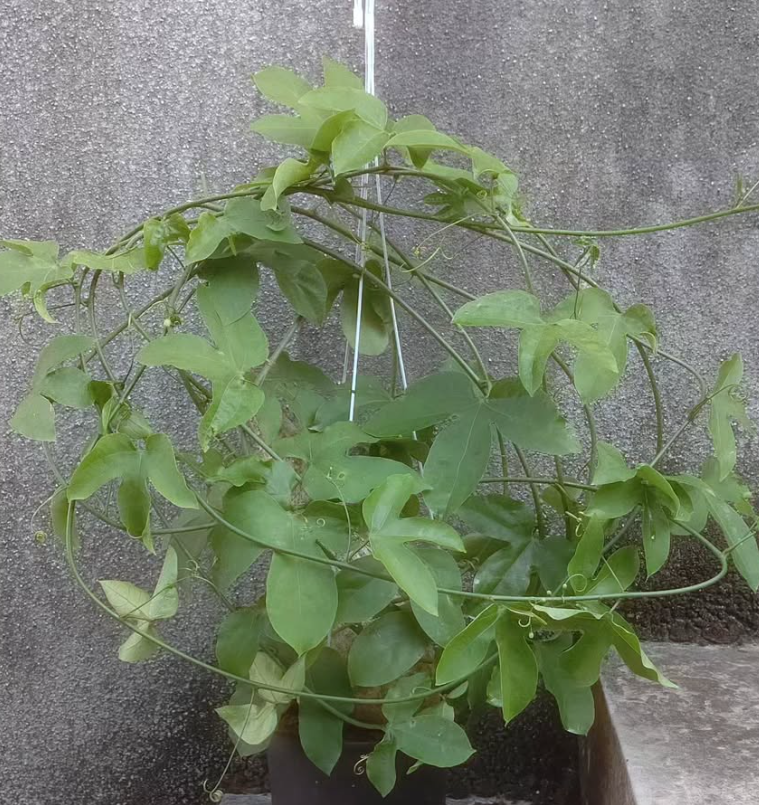 Adenia Heterophylla 6 Pieces Seeds
