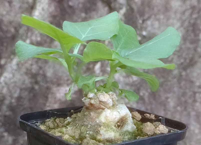 Dorstenia cuspidata v. brinkmaniana 5 Pieces Seeds
