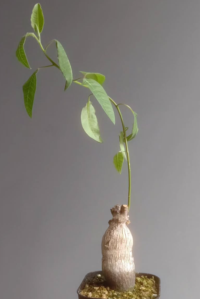 Euphorbia oatesii 6 Pieces Seeds
