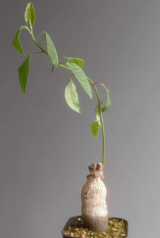 Euphorbia oatesii 6 Pieces Seeds