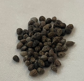 Euphorbia oatesii 6 Pieces Seeds