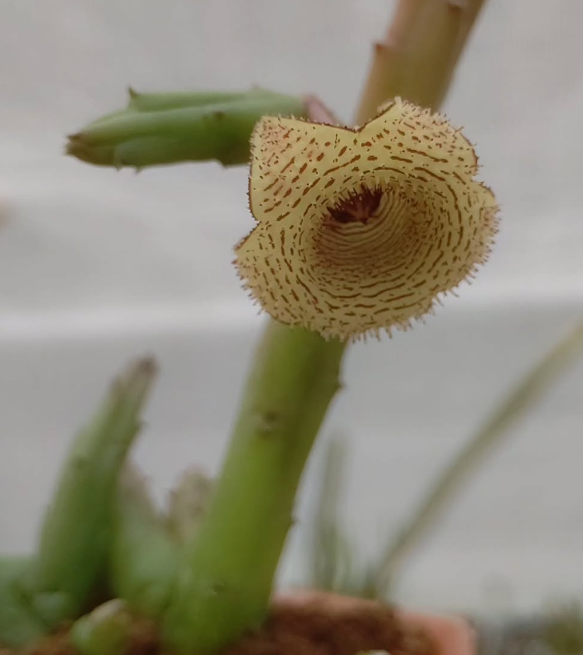 Huernia archeri 6 Pieces Seeds