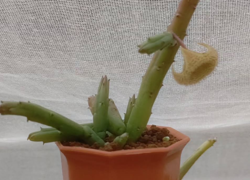Huernia archeri 6 Pieces Seeds