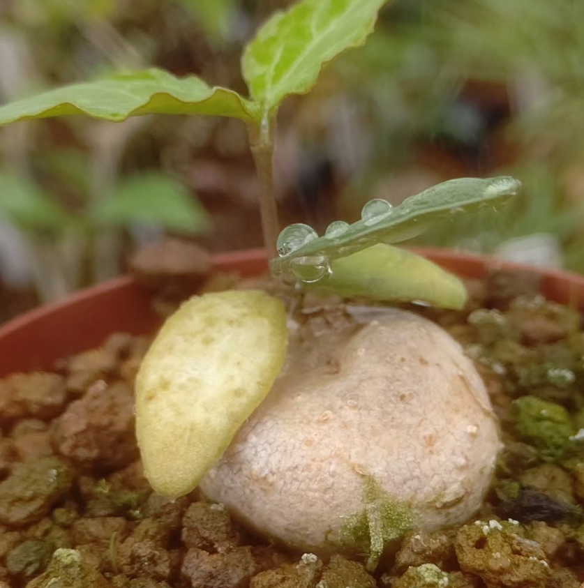 Ceropegia inornata 5 Pieces Seeds